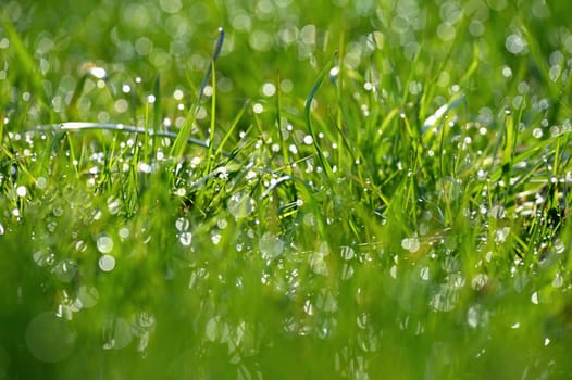 Beautiful nature background with grass and morning dew. Sunbeams of the morning sun with water drops. Concept for nature and environment