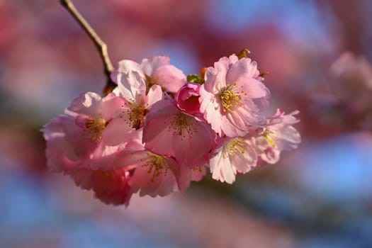 Spring background. Beautiful colorful blooming spring tree. Japanese cherry - Sakura. Nature background.