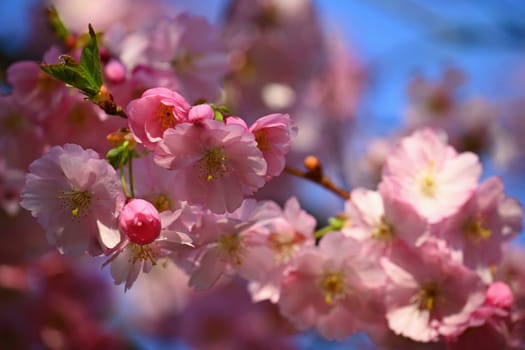 Spring background. Beautiful colorful blooming spring tree. Japanese cherry - Sakura. Nature background.