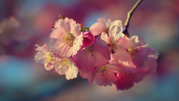 Spring background. Beautiful colorful blooming spring tree. Japanese cherry - Sakura. Nature background.