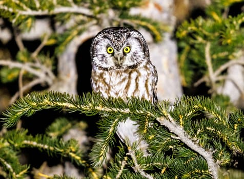 A beautiful Boreal Owl perched on a pine tree in the mountains of Colorado