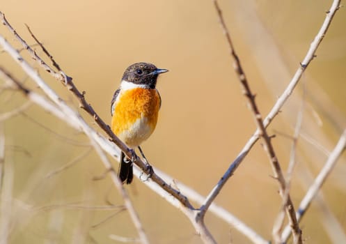 European Stonechat perched on some dead trees in Morocco
