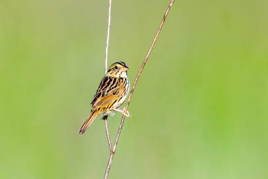 Henslows sparrow perched on some dead plants in Michigan