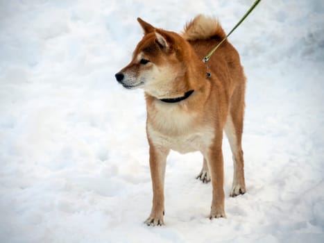 Japanese red coat dog is in winter forest. Portrait of beautiful Shiba inu male standing in the forest on the snow and trees background. High quality photo. Walk in winter