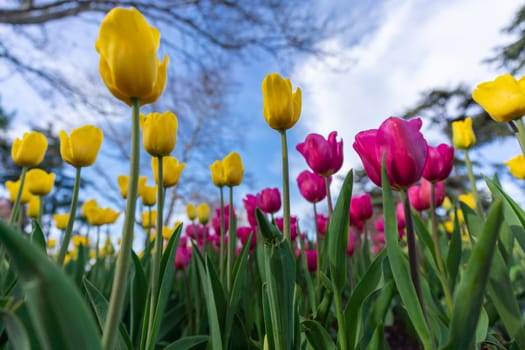 Tulips in a flower bed, yellow and pink flowers against the sky and trees, spring flowers