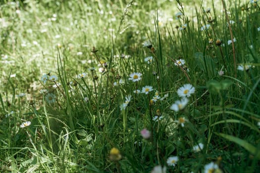 field of spring daisy flowers, natural background.