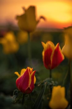 Wild tulip flowers at sunset, natural seasonal background. Multi-colored tulips Tulipa schrenkii in their natural habitat, listed in the Red Book