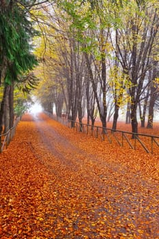 Beautiful autumn background of fallen leaves from trees in the park