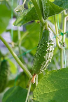 Close-up green ripe cucumber on a bush with leaves. Cucumber growing in the garden.