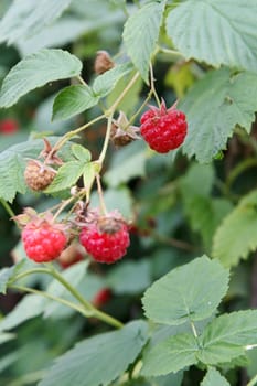 Ripe and unripe raspberries in the fruit garden with blurred natural background. Shallow depth of field.