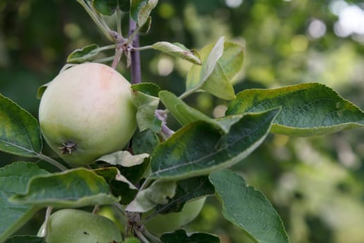 Close-up view of green unripe apple on the tree in the garden in summer day with natural blurred background. Shallow depth of field.