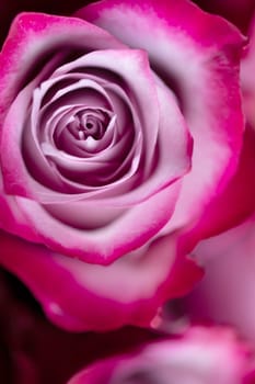 Beautiful pink roses background for Valentines day design