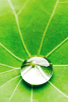 Water drop on green Nasturtium leaf macro