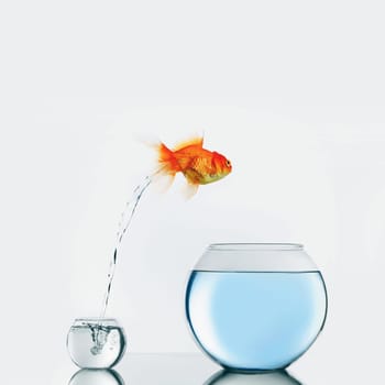 Gold fish jumping out of small to big fishbowl