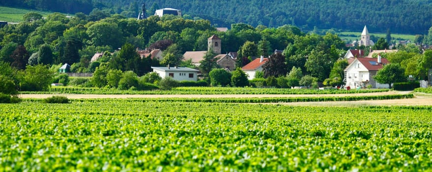 View of the vineyards in Gevrey Chambertin, France