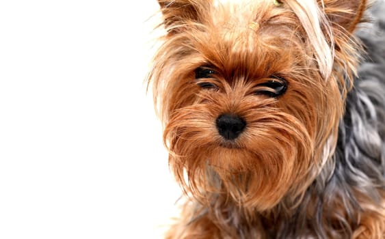Alone funny puppy yorkshire terrier with fun face portrait