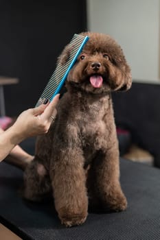 Woman combing a small dog with scissors in a grooming salon
