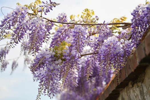 Blooming purple wisteria in spring