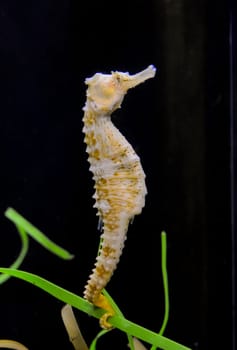 Seahorse in a large aquarium in the oceanarium
