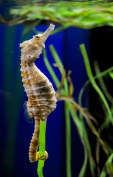 Seahorse in a large aquarium in the oceanarium
