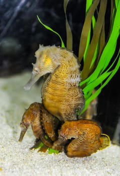 Seahorse in a large aquarium in the oceanarium
