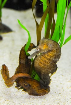 Seahorse in a large aquarium in the oceanarium
