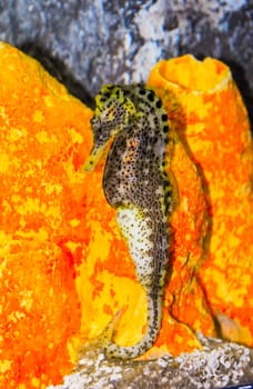 Seahorse in a large aquarium in the oceanarium
