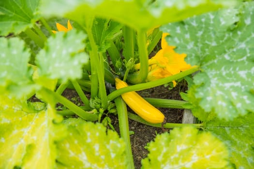 Courgettes, or zucchinis grown organically, flower and fruit prolifically, providing a constant supply of summer vegetables.