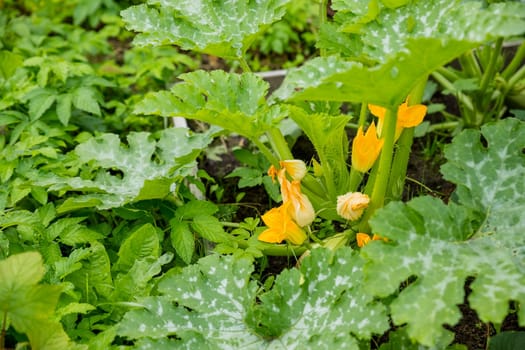 Courgettes, or zucchinis grown organically, flower and fruit prolifically, providing a constant supply of summer vegetables.