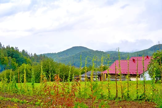 a building for human habitation, especially one that is lived in by a family or small group of peopl