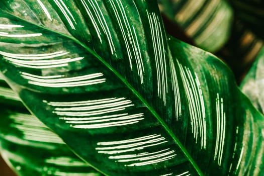 Plant leaves of Calathea Majestica