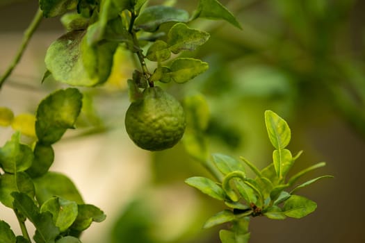Fresh bergamot hanging on a tree with space for text, Kaffir lime hanging on tree. High quality photo