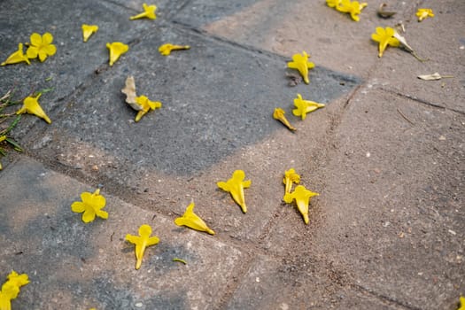 Yellow flowers fall on the concrete floor ground, flower on the ground. High quality photo