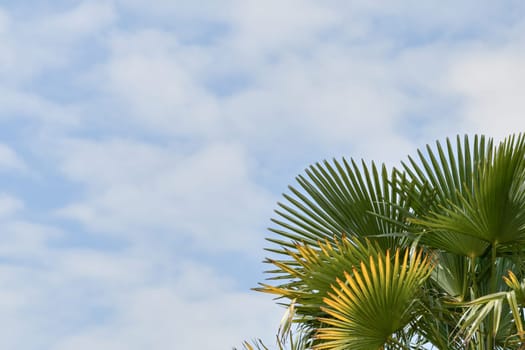 Palm tree against the blue sky