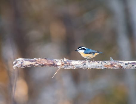 A Red Breasted Nuthatch perched on a tree branch in Minnesota