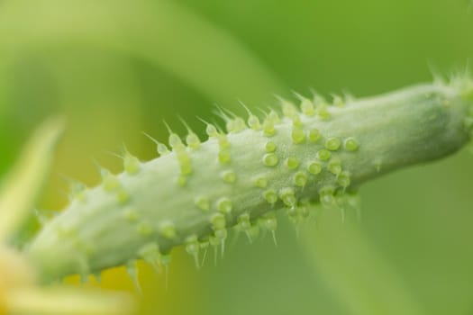 Young green cucumber in a greenhouse, macro photo, shallow depth of field. Harvesting autumn vegetables. Healthy food concept, vegetarian diet of raw fresh food. Non-GMO organic food.