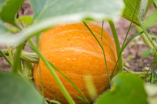 An orange pumpkin lies in green foliage. Harvesting autumn vegetables. Healthy food concept, vegetarian diet of raw food. Non-GMO organic food. Background, backdrop, splash, postcard.