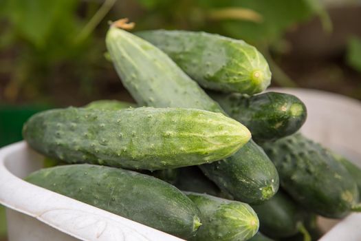 Green cucumbers in a white bowl grown in a greenhouse. Harvesting autumn vegetables. Healthy food concept, vegetarian diet of raw fresh food. Non-GMO organic food.