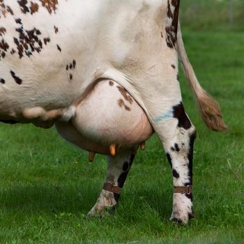 full udder under spotted cow in green grassy meadow in closeup