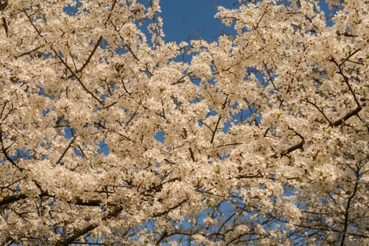 Spring cherry plum, flowering branches, against the blue sky.