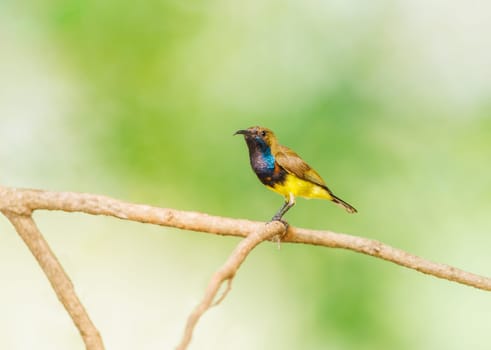 Oliver Backed Sunbird perched on a tree in Bangkok Thailand