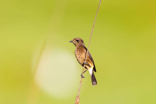 A Pied Buschat perched on reeds in Southern India