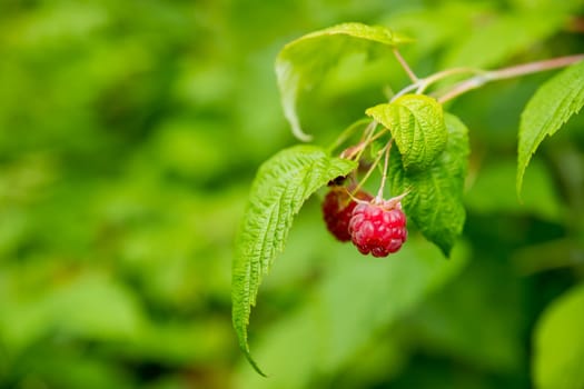 Branch of ripe raspberries in garden. Red sweet berries growing on raspberry bush in fruit garden.