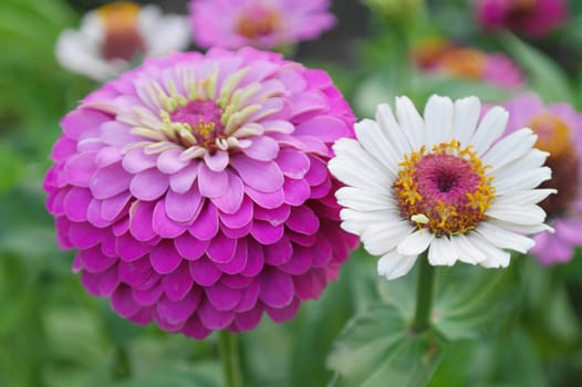 Colorful Zinnia Garden in summer day