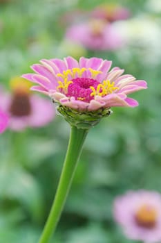 Colorful Zinnia Garden in summer day