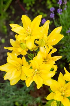 Large bright pink lilies. Blooming garden. Summer.