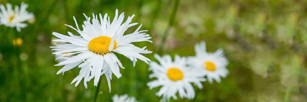 Green grass and chamomile in the meadow. Spring or summer nature scene with blooming white daisies in sun glare. Soft focus.