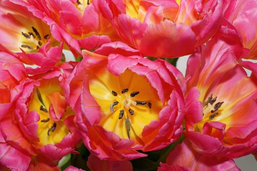 the opened buds of red tulips in close-up. photo