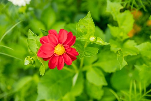 Red dahlia flower in garden. Red flowers.Dahlia pinnata.Beautiful picture of red dahlia. Wallpaper of beautiful flower.
