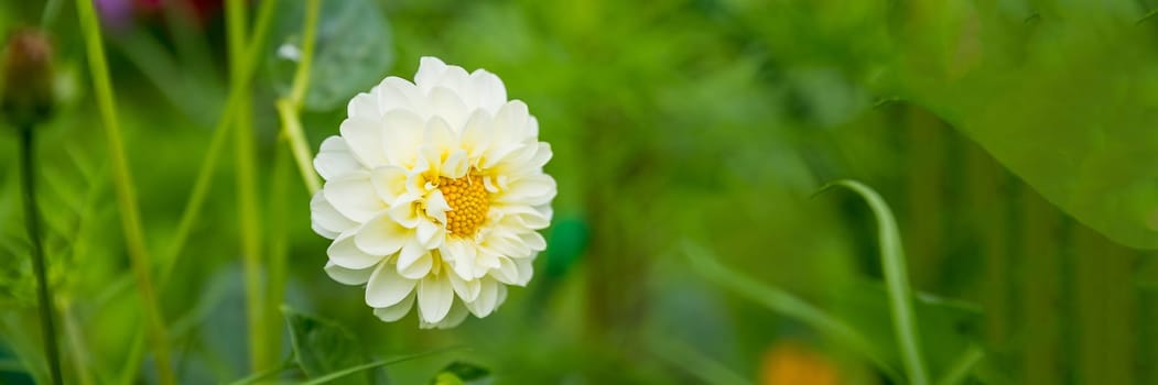 Red dahlia flower in garden. Red flowers.Dahlia pinnata.Beautiful picture of red dahlia. Wallpaper of beautiful flower.